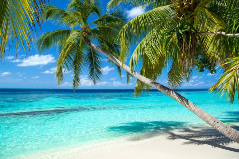 A beautiful beach with palms
